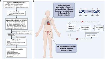 Effects of menstrual disorders and dysmenorrhea on cardiovascular disease: a Mendelian randomization study